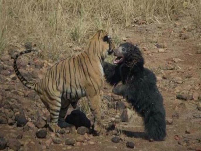 थरारक पिल्लाला वाचविण्यासाठी अस्वलीणीने दिली वाघाशी झुंज Marathi News Sloth Bear Fearlessly 