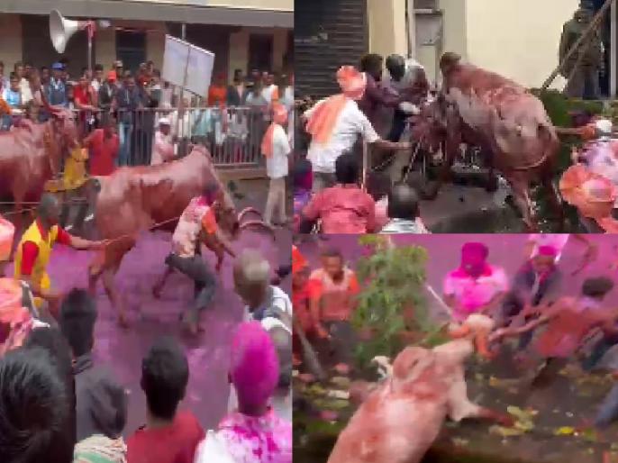 Kolhapur News: सुदृढ बैलजोडी स्पर्धेत बैल उधळला, सहाजण जखमी; भडगाव येथील प्रकार