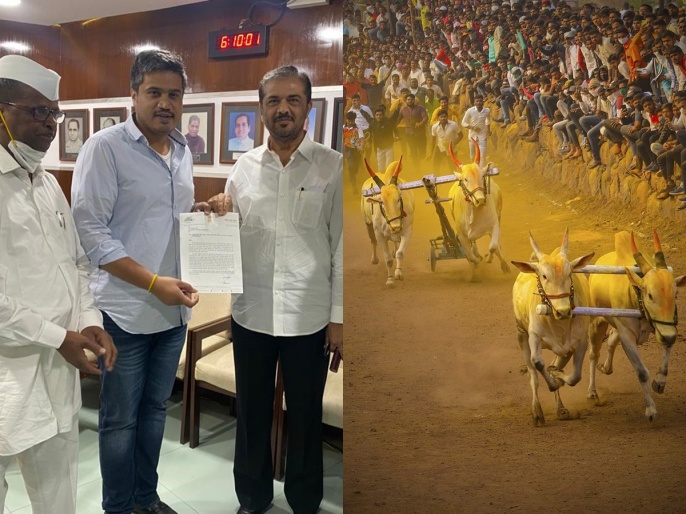 Rohit Pawar: Launch 'Maharashtra Bullock Cart Saffron' Competition, Rohit  Pawar's Letter to Animal Husbandry Minister – Marathi News | Rohit Pawar:  Launch 'Maharashtra Bullock Cart Saffron' Competition, Rohit Pawar's letter  to Animal