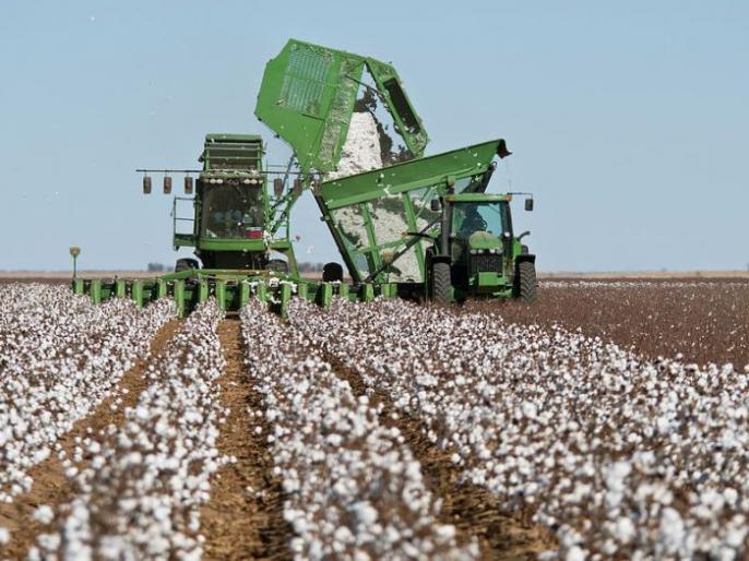 कापूस वेचणी यंत्र तयार करणार! Marathi News Cotton picking machine