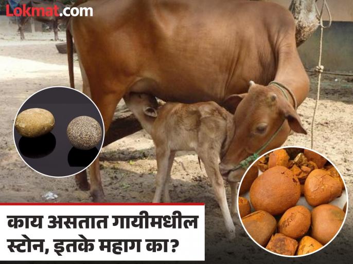 गायीमध्ये तयार होणाऱ्या स्टोनसाठी लावली जाते लाखो रूपयांची बोली, कुठे तर सोन्यापेक्षाही महाग...कारण