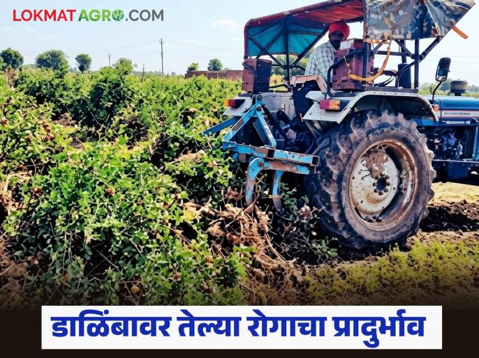 Dalimb Farming : आठ दिवसांत 9 एकर डाळिंब बागांवर फिरला ट्रॅक्टर, शिंदे कुटुंबाचं 30 लाखांचं नुकसान