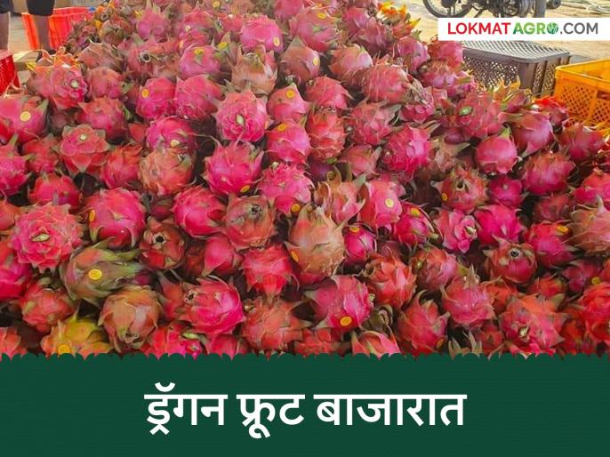 Dragon Fruit Market : सोयाबीनला पर्याय ठरले 'ड्रॅगन फ्रूट'; उत्पादन वाढले, दर घसरले