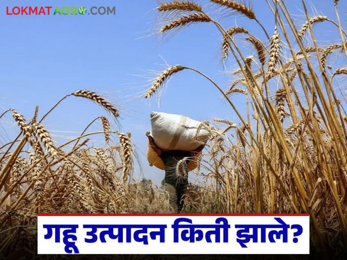 Wheat production : गहू उत्पादनात यंदा 3.16 लाख मे. टन उत्पादन अपेक्षित, सध्या कुठला गहू तेजीत