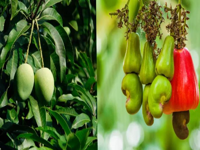 आंबा-काजू बागायतदारांचा मोर्चा; मागण्या मान्य न झाल्यास २३ मार्चला ‘चक्काजाम’चा इशारा