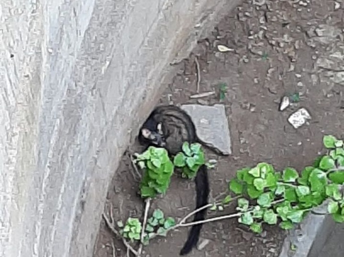 रेस्क्यू आॅपरेशन: सत्तर फूट खोल विहिरीत पडलेल्या मसन्या उदला जीवनदान -  Marathi News | Rescue Operation of grave digger mammal from well | Latest  akola News at 