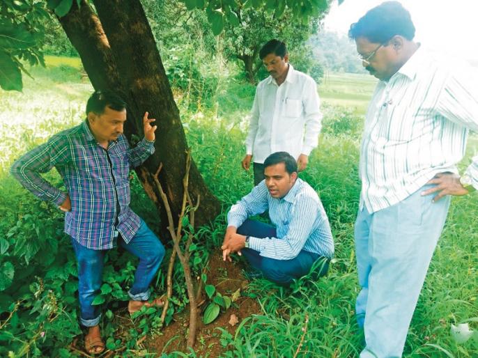 अकोलेत अवतरली ‘काळी मिरी’ Marathi News Black pepper in acolyte