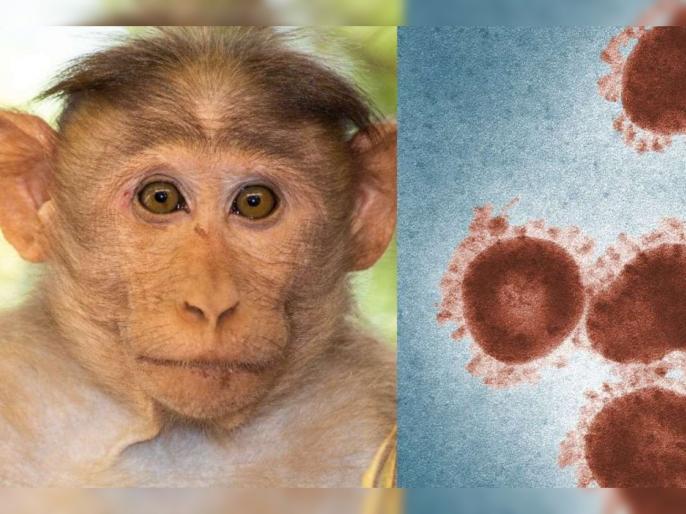 Monkey B Virus: चीनमध्ये आढळला नवा व्हायरस, नोंदवला गेला पहिला मृत्यू ...