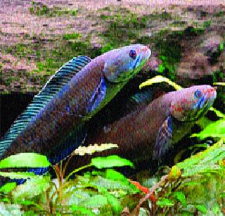 Mathiran Fish हिमालयाच्या जैवसौंदर्यात २११ नव्या प्रजातींची भर - Marathi News ...