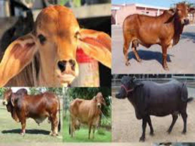 Online livestock counting in the state; Decrease in number of cow, buffaloes | राज्यात ऑनलाइन पशुधन गणना ; गोवंश, म्हशींच्या संख्येत घट Online livestock counting in the state; Decrease in number of cow, buffaloes | राज्यात ऑनलाइन पशुधन गणना ; गोवंश, म्हशींच्या संख्येत घट