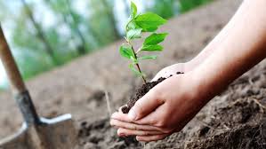 Let the trees grow and what do we do ...? | झाडे सरकारने लावायची आणि आम्ही काय करायचे...? Let the trees grow and what do we do ...? | झाडे सरकारने लावायची आणि आम्ही काय करायचे...?
