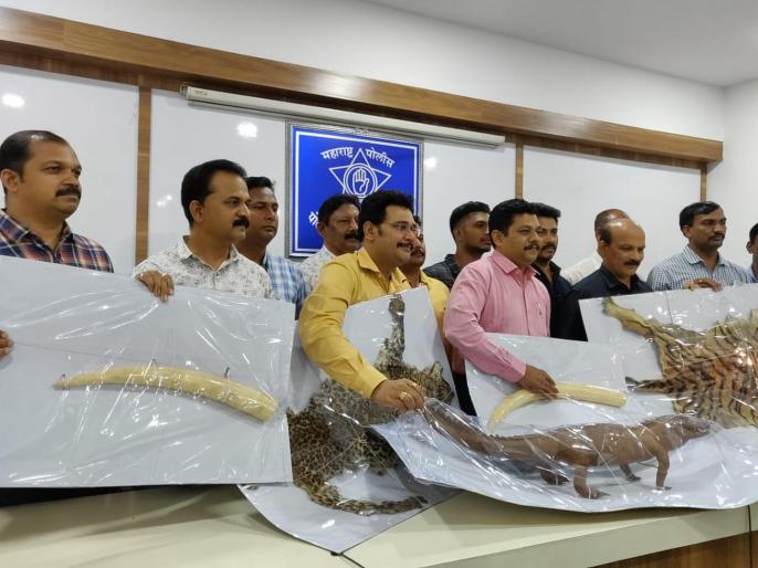 One arrested for smuggling 45 lakh wildlife animal's skin | ४५ लाखांच्या वन्यजीव प्राण्यांच्या कातड्यांची तस्करी करणाऱ्यास अटक One arrested for smuggling 45 lakh wildlife animal's skin | ४५ लाखांच्या वन्यजीव प्राण्यांच्या कातड्यांची तस्करी करणाऱ्यास अटक