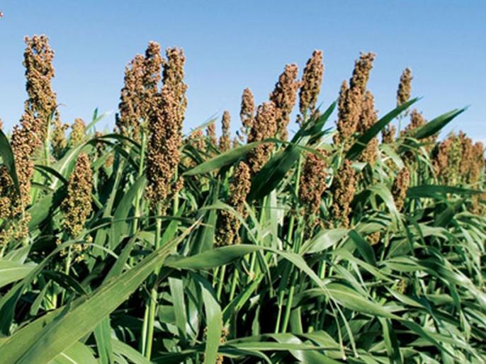 Sorghum | Sorghum Millet in Marathi | Sorghum Flour | Sorghum Benefits | Sorghum Nutrition | ज्वारी भाव | ज्वारी भाव 2023