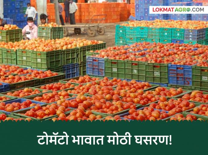 Tomato Market : १८ रुपये किलोचा टोमॅटो थेट १० रुपयांवर! 'दर कमी का केला?' म्हणत शेतकरी रस्त्यावर