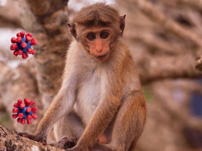 After COVID-19, China reports first human infection of Monkey B virus | english.lokmat.com