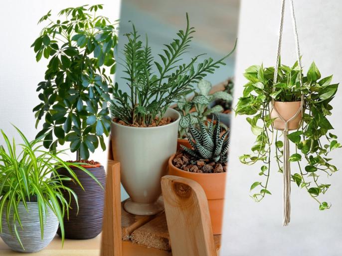 Home gardening ideas : Indoor plants under 100 rupees | www.lokmattimes.com