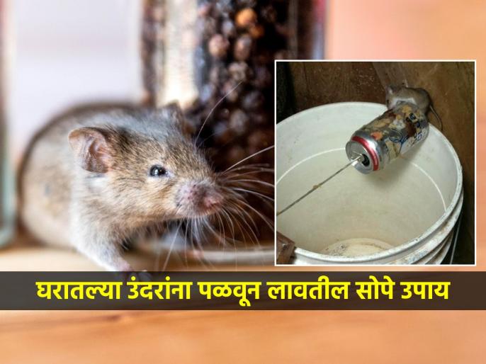 How to Keep Rats Away 6 Steps to Take to Keep Rats Away and Out of Your House www