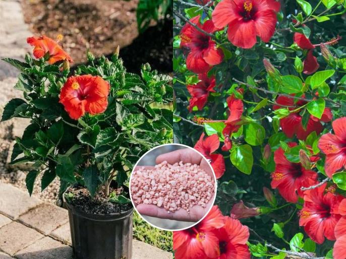 जास्वंदाच्या रोपाला फुलच नाही? मातीत कालवा हे घरगुती पोटॅश खत; ५ दिवसांत फुलांनी लगडेल रोप