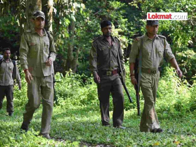 वनरक्षक बनले वनपाल: वनविभागात पदोन्नती; ‘या’ ११ कर्मचाऱ्यांना नवीन पदस्थापना!
