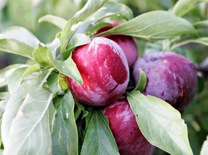 आंबटगोड आलुबुखाराचे 'हे' आहेत आरोग्यदायी फायदे Marathi News 7