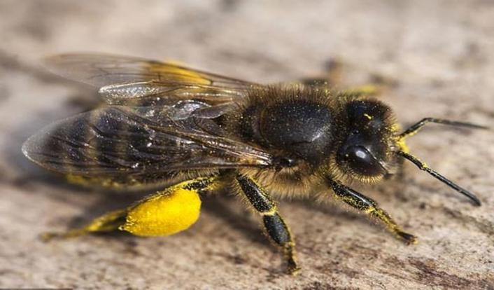 भूक लागली म्हणून खाल्लं त्याने बर्गर, थोड्या वेळाने जीभ सुजून आली