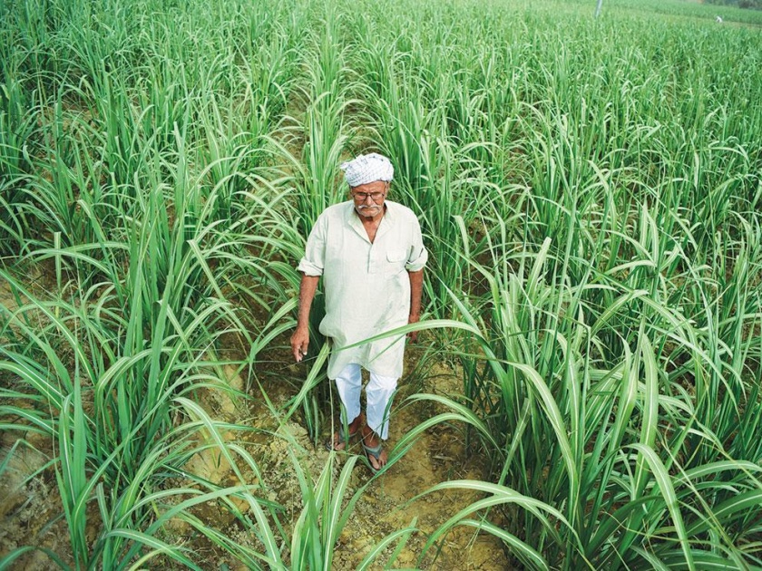 Subsidy of sugar exports directly to farmers accounts | साखर निर्यातीचे अनुदान थेट शेतकऱ्यांच्या खात्यांत