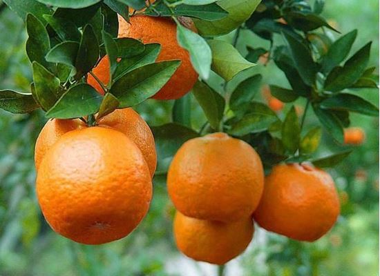 Influence of pest sucking juice on orange crop; Fruit grows from 3 to 4 percent of the fruit | संत्रा पिकावर रस शोषण करणाऱ्या किडीचा प्रादुर्भाव; फळांची १० ते ४० टक्क्यांपर्यंत होते गळ
