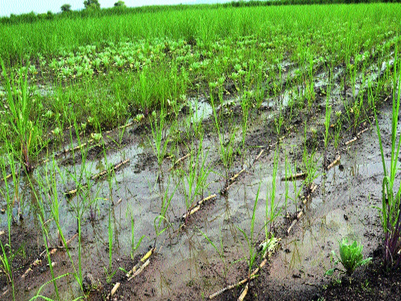  Wet drought conditions in northern Maharashtra | उत्तर महाराष्टत ओल्या दुष्काळाचे सावट