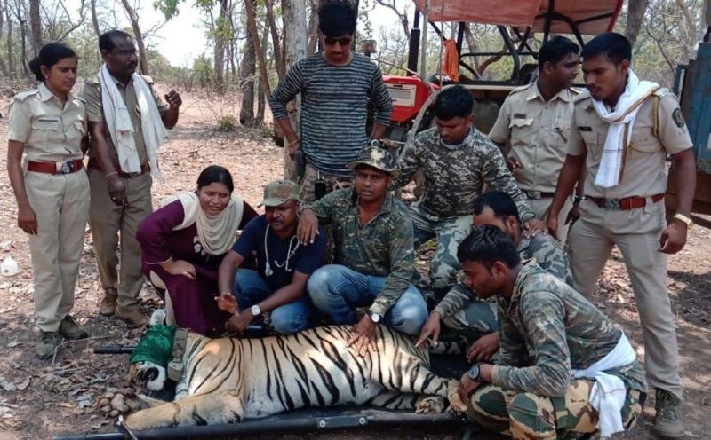 The E-tigress finally seized in Chandrapur district | नागरिकांना दहशतीत ठेवणारी ई-१ वाघीण अखेर जेरबंद