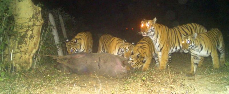 Five tigers were captured on camera in Mandvi Shivara of Yavatmal district | यवतमाळ जिल्ह्यातील मांडवी शिवारात पाच वाघ कॅमेऱ्यात झाले कैद