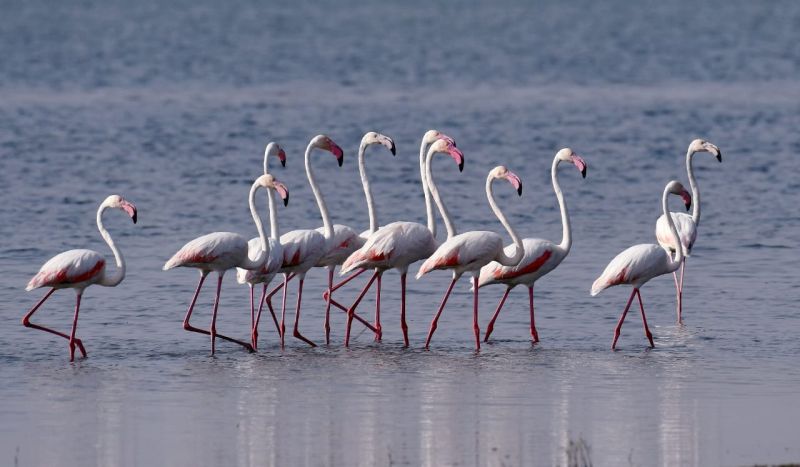 Flamingo swarm found in Yavatmal | यवतमाळात आढळला फ्लेमिंगोचा थवा