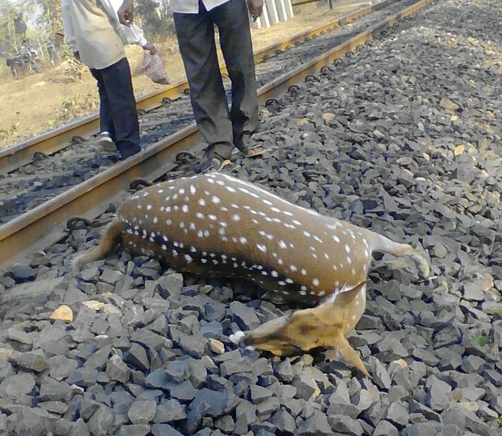 Two deer killed in train crash; Events on Gondia Ballarshah Road | नववर्षारंभी रेल्वेच्या धडकेत दोन हरीण ठार; गोंदिया बल्लारशाह मार्गावरील घटना