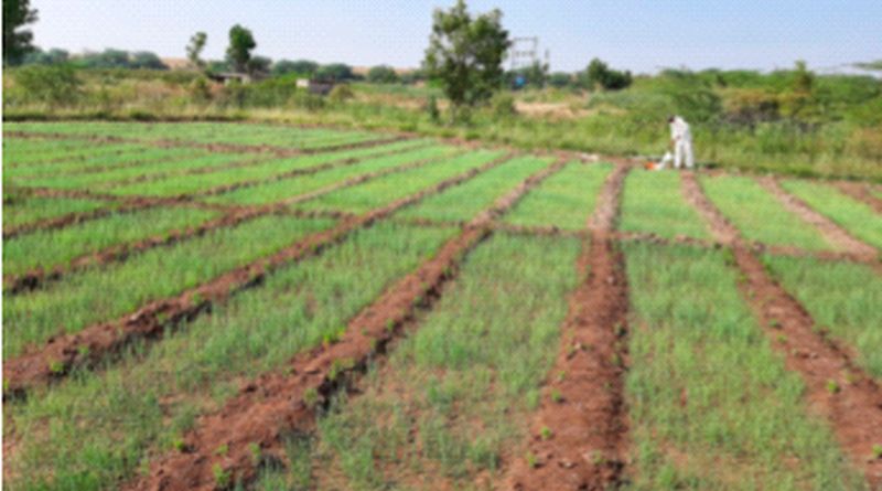 Increase in area under onion cultivation | कांदा लागवड क्षेत्रात वाढ