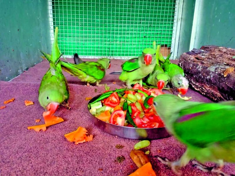 'That' 17 parrots are now ready to fly | पाेपटाची 'ती' १७ पिल्ले आता भरारी घेण्यासाठी सज्ज