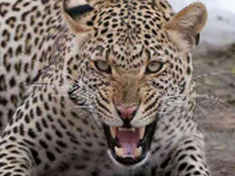 Three injured in leopard's hail | बिबट्याच्या हल्यात तीनजण जखमी