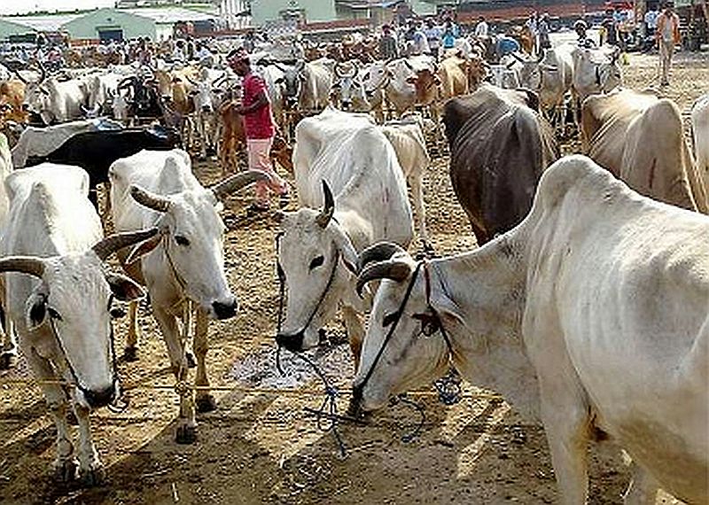  Unable to disclose livestock census | पशुगणना जाहीर करण्यास मिळेना मुहूर्त