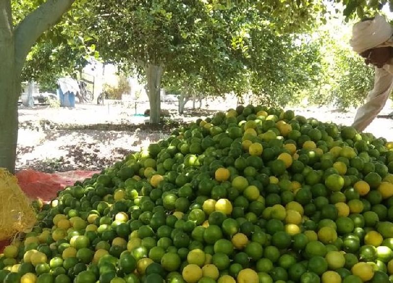 Millions of lemon crop lowest price | लाखोंचे लिंबू पीक कवडीमोल
