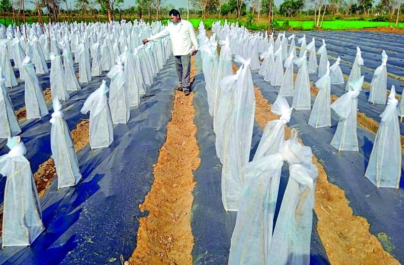 Horticulture farmers in Palandur are becoming high-tech | पालांदूर येथील बागायती शेतकरी होत आहेत हायटेक
