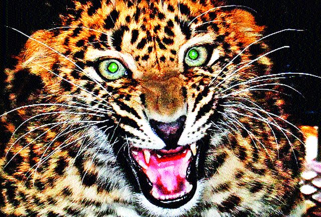 Leopard needs safe haven | बिबट्याला गरज सुरक्षित अधिवासाची !