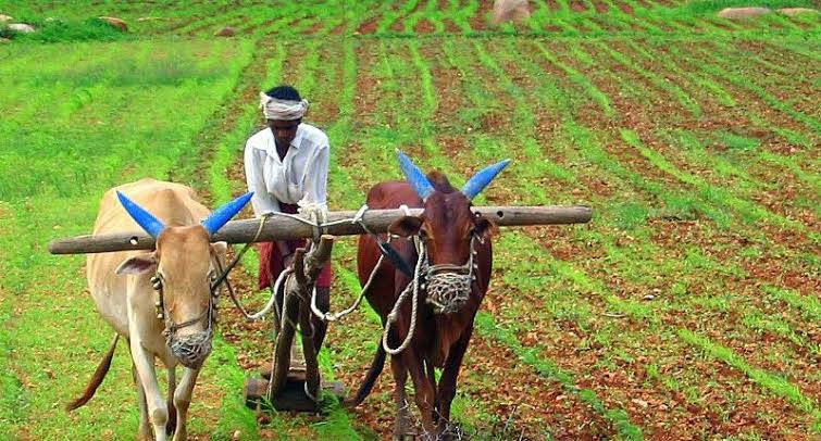 nashik,the,first,list,of,six,farmers,in,the,district | जिल्ह्यातील ८०० शेतकरी पहिल्या यादीत