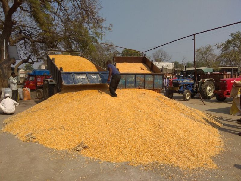 in Chalisgaon taluka maize damaged prices | चाळीसगाव तालुक्यात 'डागी' मक्यामुळे दर कोसळले