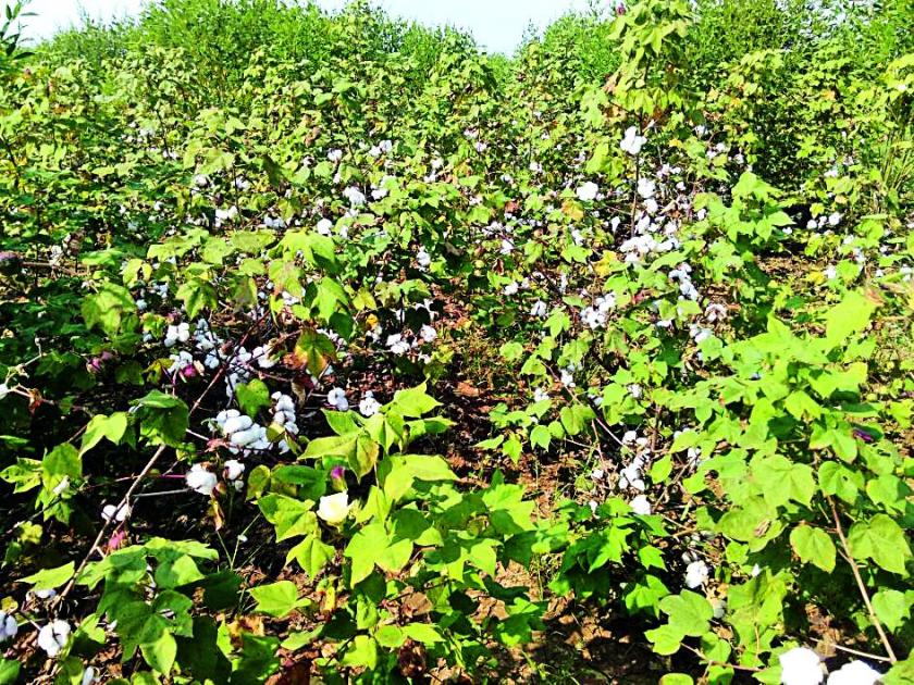Cultivation of cotton for the cotton crop | कापूस वेचणीसाठी शेतमजुरांची वाणवा