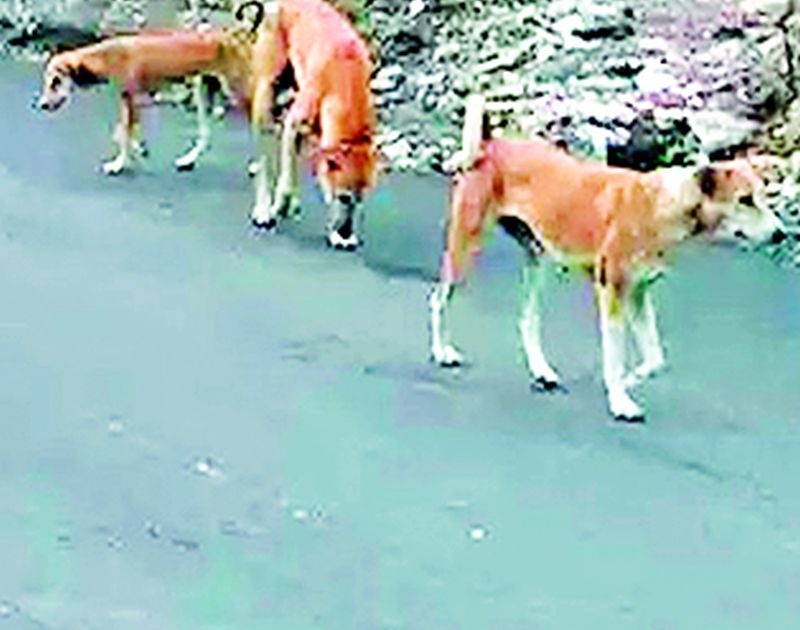 Chandrapurkar troubles with dogs | मोकाट कुत्र्यांमुळे चंद्रपुरकरांना त्रास