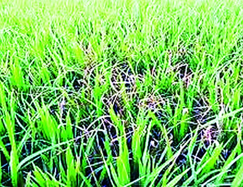 Incidence of various diseases on paddy | धानपिकावर विविध रोगांचा प्रादुर्भाव