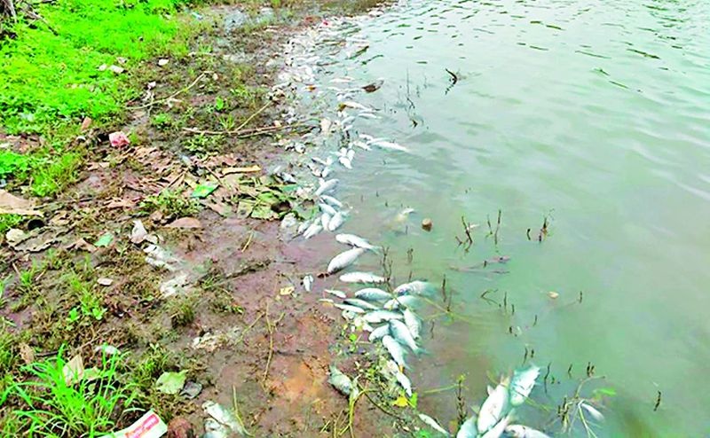 Fish deaths in the lake due to poisonous water | विषारी पाण्यामुळे तलावातील मासोळ्यांचा मृत्यू