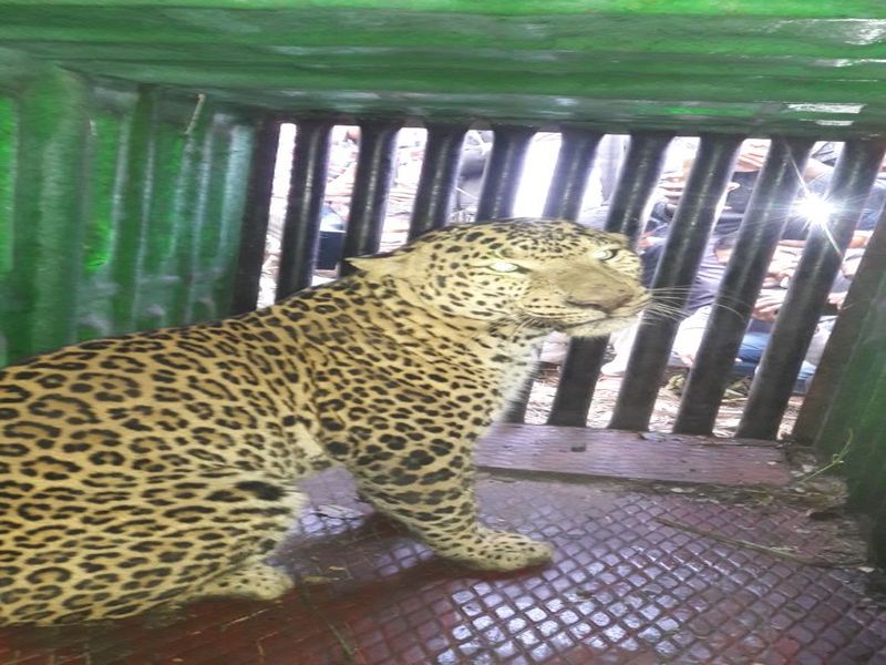 Molecular leopard dead | म्हेळुस्केतील नरभक्षक बिबट्या अखेर जेरबंद