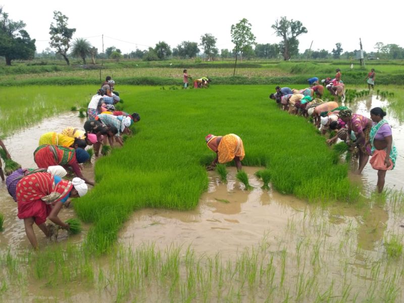 Nagpur district received 113 percent rainfall in June | जूनमध्ये नागपूर जिल्ह्यात ११३ टक्के पाऊस; शेतकरी सुखावला