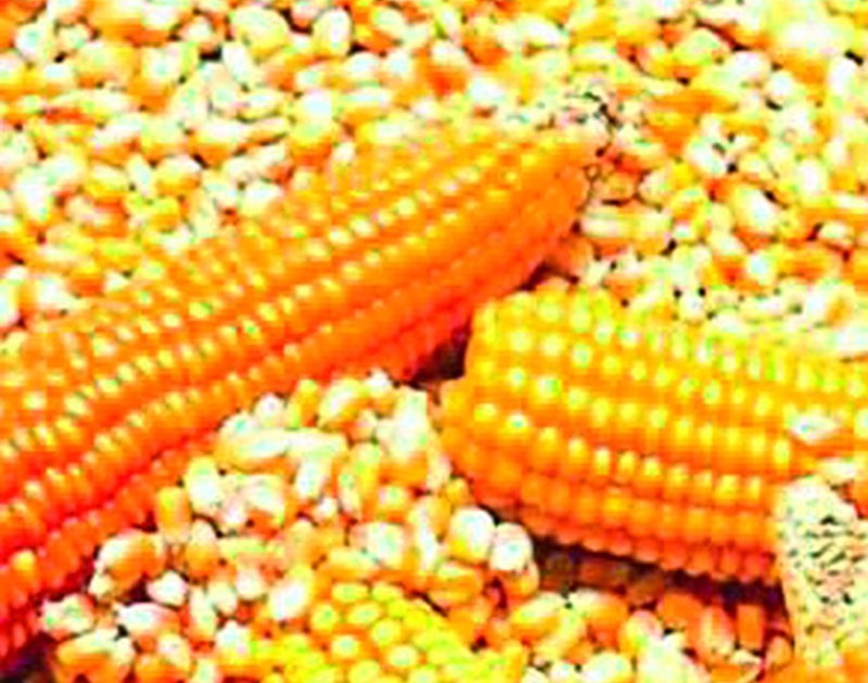 Sold corn will not be returned | विकलेला मका परत घेणार नाही