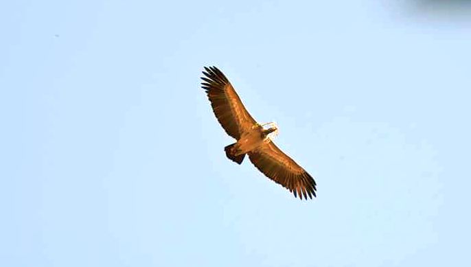 Nashik to host first state vulture breeding center | नाशकात होणार राज्यातील पहिले ‘गिधाड प्रजनन केंद्र’