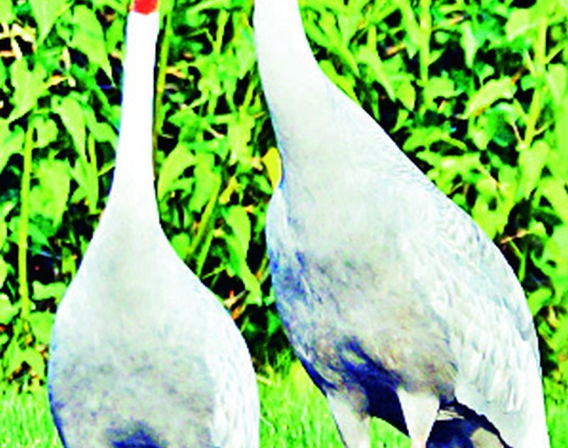 Forest personnel will patrol for the safety of storks | सारसांच्या सुरक्षेसाठी वन कर्मचारी घालणार गस्त